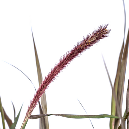 Buitenplant - Pennisetum x Advena Chelsea - Pot Ø 27cm Hoogte ↕ 70-80cm