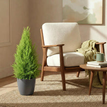 Kamerplant - Cupressus Gold Crest Wilma - Pot Ø 21cm Hoogte ↕ 85-95cm