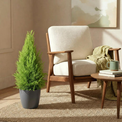 Kamerplant - Cupressus Gold Crest Wilma - Pot Ø 21cm Hoogte ↕ 85-95cm