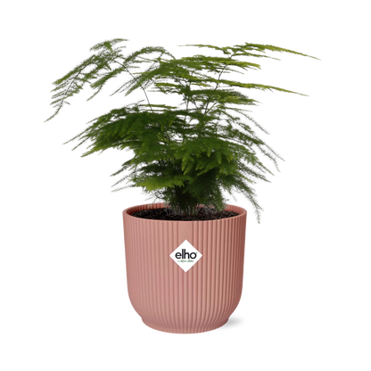 Kamerplant - Asparagus Setaceus 'Plumosus' - Pot Ø 14cm Hoogte ↕ 30-45cm