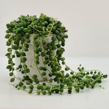 Kamerplant - Senecio Rowleyanus - Pot Ø 11cm Hoogte ↕ 20cm