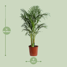 XL kamerplant - Dypsis Lutescens (Areca) - Luchtzuiverend - Pot Ø 24cm Hoogte ↕ 120cm