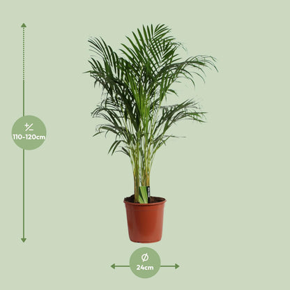 Kamerplant - Dypsis Lutescens (Areca Palm) - Hoogte ↕ 12-230cm