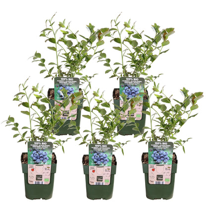 Buitenplant 5x Vaccinium corymbosum 'Reka' - Bloeiend - Pot Ø 13cm Hoogte ↕ 45cm