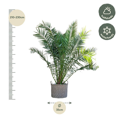 XL plant - Phoenix canariensis - Winterhard - Pot Ø 50cm Hoogte ↕ 300cm