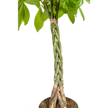XL kamerplant - Pachira Aquatica - Pot Ø 27cm Hoogte ↕ 130-150cm
