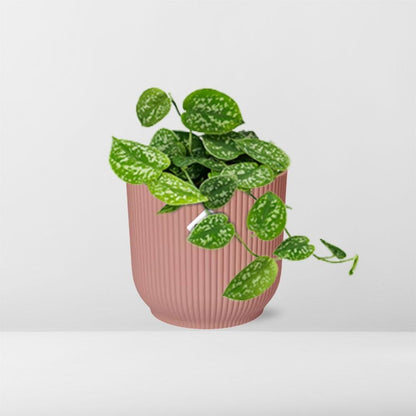 Kamerplant - Scindapsus Pictus 'Argyraeus' - Pot Ø 14cm