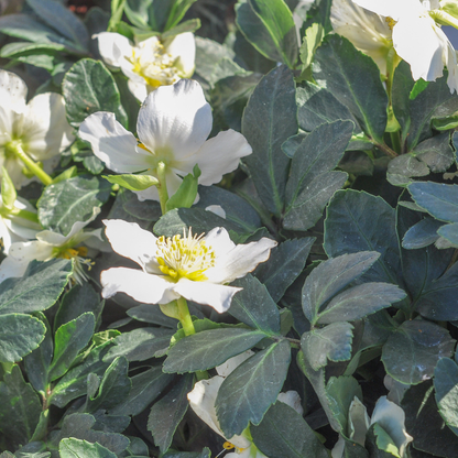 12x Helleborus niger - ↕10-25cm - Ø9cm