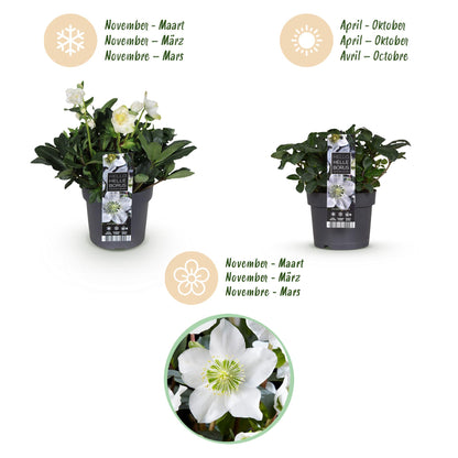 Buitenplant 2x Helleborus Christmas Carol - Bloeiend - Pot Ø 17cm Hoogte ↕ 35cm