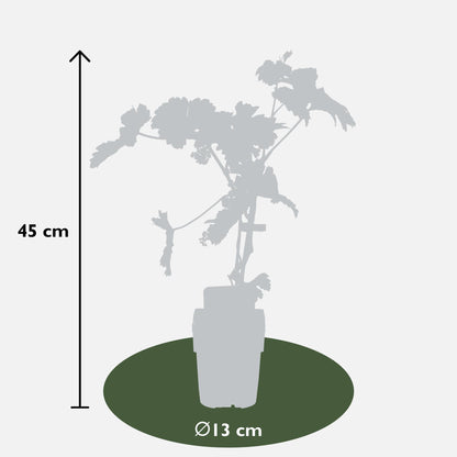 Buitenplant - Vitis vinifera 'Johanniter' - Witte druif - Pot Ø 13cm Hoogte ↕ 45cm