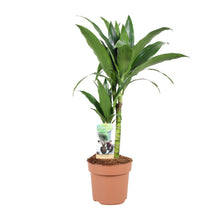 Kamerplant - Dracaena Janet Craig - Pot Ø 17cm Hoogte ↕ 60cm