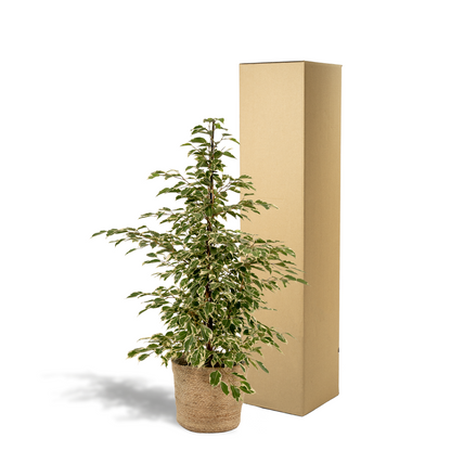 Kamerplant - Ficus benjamina Twilight - Inclusief siermand - Pot Ø 21cm Hoogte ↕ 95cm