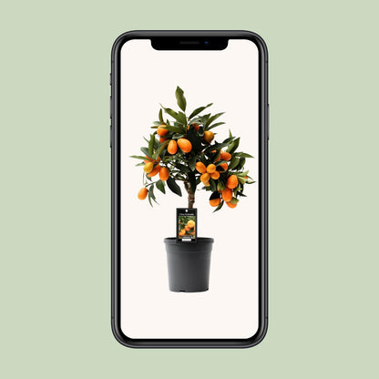 Kamerplant - Citrus Kumquat - Pot Ø 16cm Hoogte ↕ 45cm
