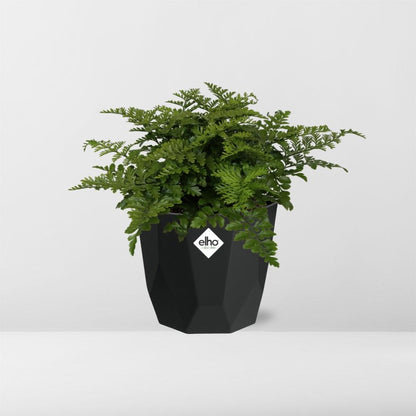 Kamerplant - Asplenium Parvati - Pot Ø 14cm