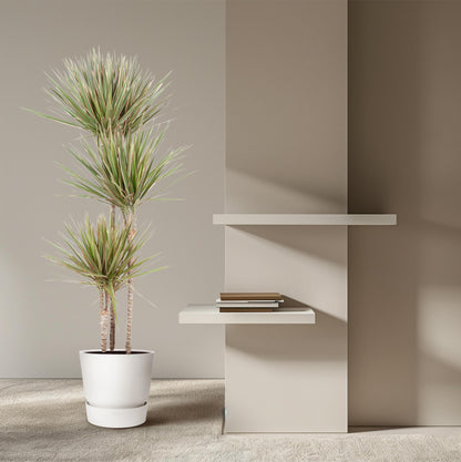XL Kamerplant - Dracaena Bicolor - Pot Ø 24cm Hoogte ↕ 150cm
