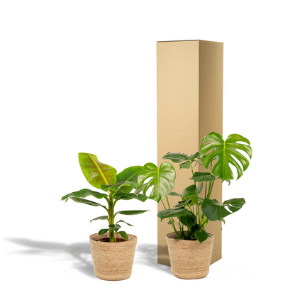 Kamerplant - Monstera Deliciosa ↕75cm + Musa Dwarf Cavendish ↕85cm - Met mand - Pot Ø 21cm