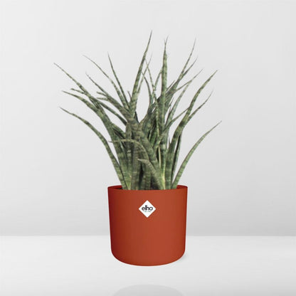 Kamerplant - Sansevieria Fernwood Punk - Pot Ø 14cm
