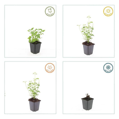 Buitenplant 24x Agastache 'Black Adder' - Bloeiend - Pot Ø 9cm Hoogte ↕ 10-25cm