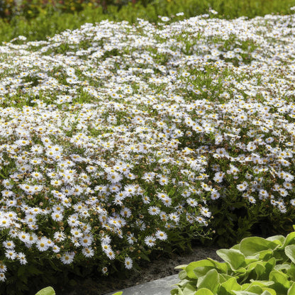 Buitenplant 12x Aster ageratoides 'Ashvi' - Bloeiend - Pot Ø 9cm Hoogte ↕ 10-25cm