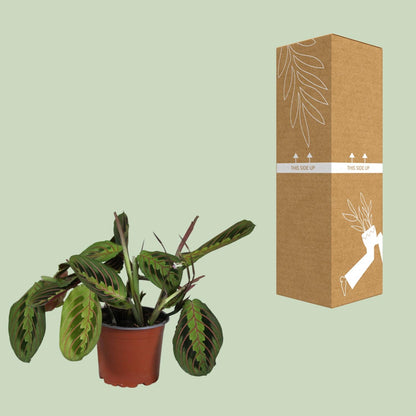 Kamerplant - Maranta Leuconeura Fascinator - Pot Ø 12cm Hoogte ↕ 30cm
