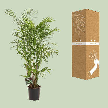 XL kamerplant - Chamaedorea Seifrizii - Pot Ø 27cm Hoogte ↕ 160cm