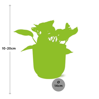 Kamerplant - Scindapsus (Epipremnum) Marble Queen - Pot Ø 14cm