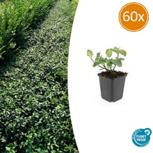 Buitenplant 60x Euonymus fort. 'Dart's Blanket' - Winterhard - Pot Ø 9cm Hoogte ↕ 10-25cm