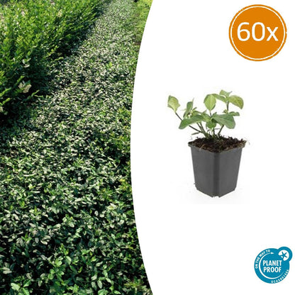 Buitenplant 60x Euonymus fort. 'Dart's Blanket' - Winterhard - Pot Ø 9cm Hoogte ↕ 10-25cm
