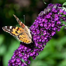 Buitenplant - Buddleja davidii 'Black Night' - Winterhard, Bloeiend - Pot Ø 17cm Hoogte ↕ 45cm