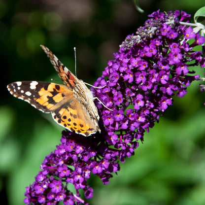 Buitenplant - Buddleja davidii 'Black Night' - Winterhard, Bloeiend - Pot Ø 17cm Hoogte ↕ 45cm