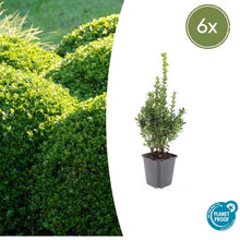 Buitenplant 6x Buxus Sempervirens - Pot Ø 9cm Hoogte ↕ 10-25cm