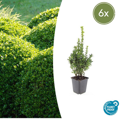 Buitenplant 6x Buxus Sempervirens - Pot Ø 9cm Hoogte ↕ 10-25cm
