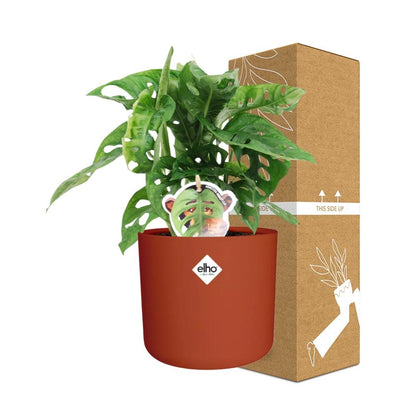 Kamerplant - Monstera 'Monkey Leaf' - Pot Ø 14cm
