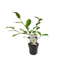 Kamerplant - Michelia Fairy Magnolia Cream - Pot Ø 13cm Hoogte ↕ 25cm