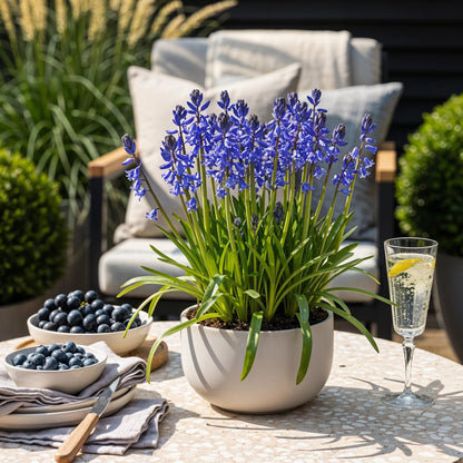 Buitenplant 20x Hyacinthoides non Scripta - Bloembollen Blauw - Bolmaat 7/8