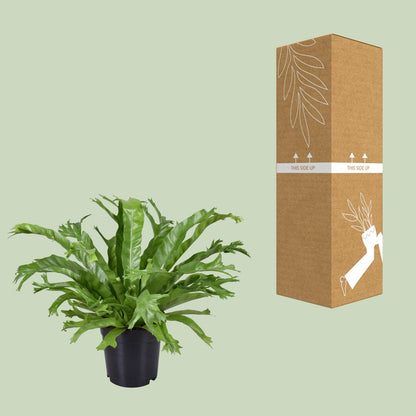 Kamerplant - Asplenium Nidus Crissie - Pot Ø 17cm Hoogte ↕ 40cm