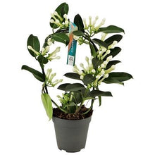 Kamerplant - Stephanotis - Pot Ø 12cm Hoogte ↕ 40cm