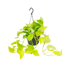 Kamerplant - Epipremnum Golden Pothos - Pot Ø 15cm Hoogte ↕ 25cm