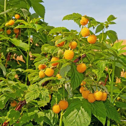 Buitenplant 2x Framboos Rubus idaeus 'Fallgold' - Gele Framboos, Herfstdragend, Winterhard - Pot Ø 11cm Hoogte ↕ 40cm