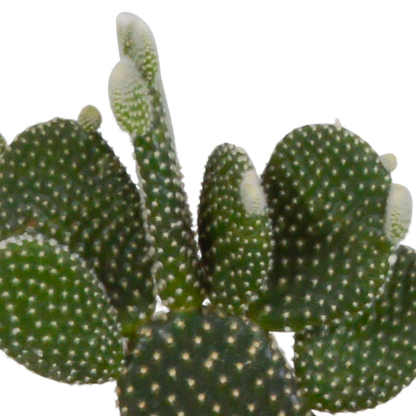 Kamerplant 3x Cactus Mix - in witte pot - Pot Ø 10.5cm