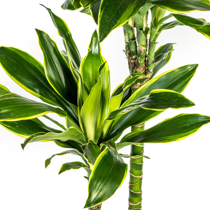 Kamerplant - Dracaena Fragrans Golden Coast - Luchtzuiverend - Pot Ø 24cm Hoogte ↕ 130-150cm