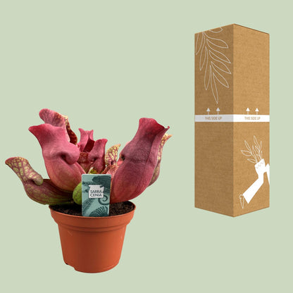 Buitenplant - Sarracenia Maroon - Pot Ø 12cm Hoogte ↕ 23cm