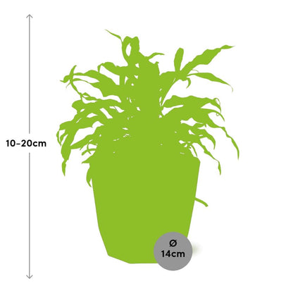 Kamerplant - Microsorum Diversifolium - Pot Ø 14cm