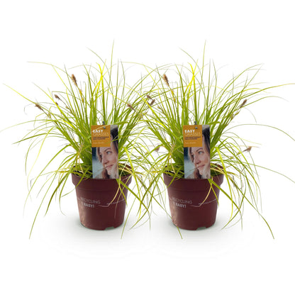 Buitenplant 2x Carex oshimensis 'Everillo' - Bladhoudend - Pot Ø 17cm Hoogte ↕ 50cm