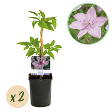 Buitenplant 2x Clematis Hagley Hybrid - Bloeiend - Pot Ø 11cm Hoogte ↕ 40cm