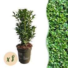 Buitenplant 8x Buxus sempervirens - Haagplant - Pot Ø 9cm Hoogte ↕ 20-25cm