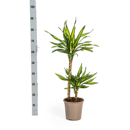 Kamerplant - Dracaena Deremensis Rikki - Pot Ø 19cm Hoogte ↕ 70-90cm