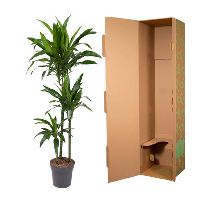 Kamerplant - Dracaena Janet Craig - Luchtzuiverend - Pot Ø 24cm Hoogte ↕ 150cm