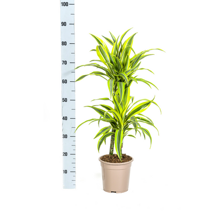 Kamerplant - Dracaena Deremensis Lemon Lime - Pot Ø 19cm Hoogte ↕ 70-90cm