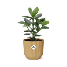 Kamerplant - Clusia Princess - Pot Ø 14cm
